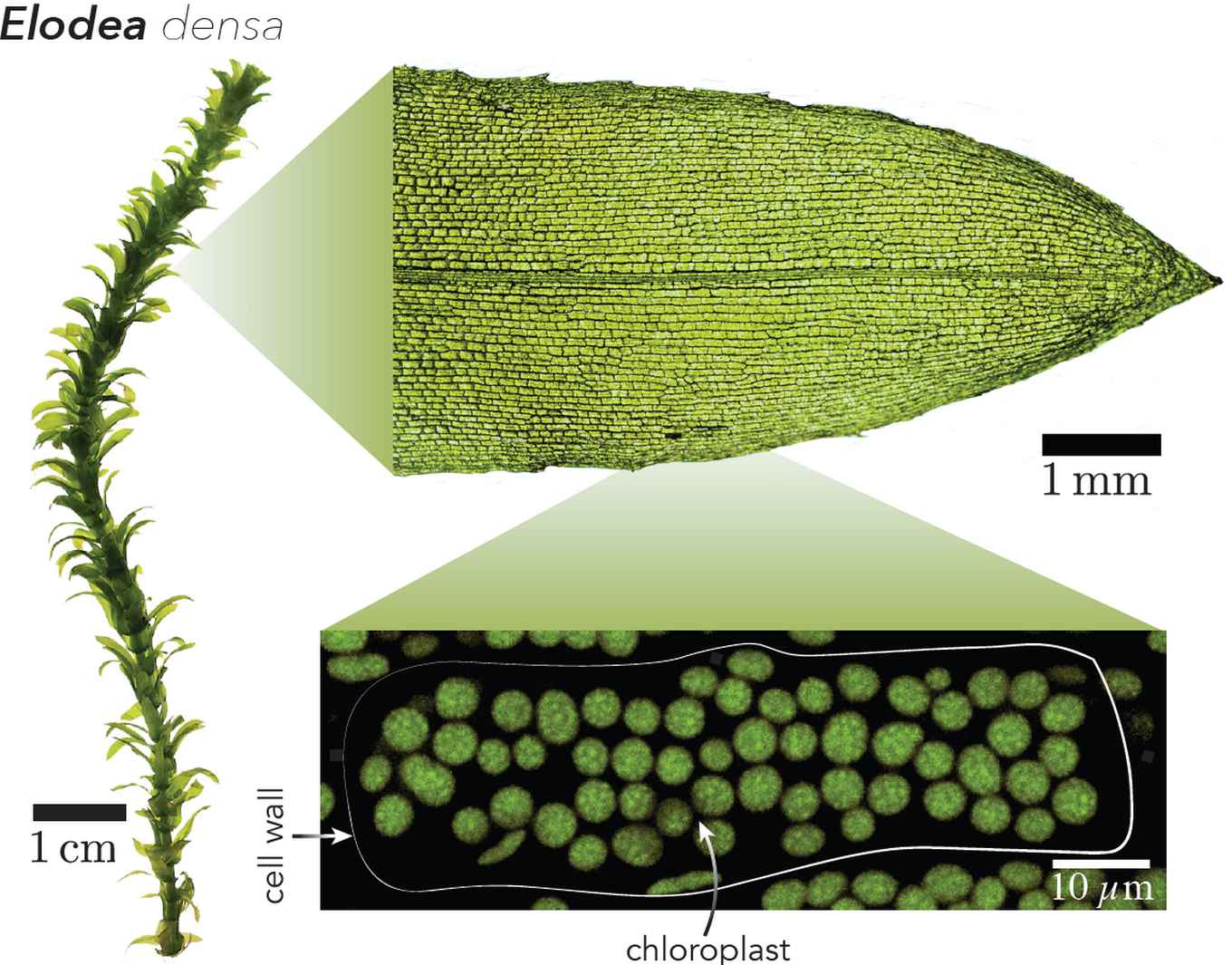 elodea densa