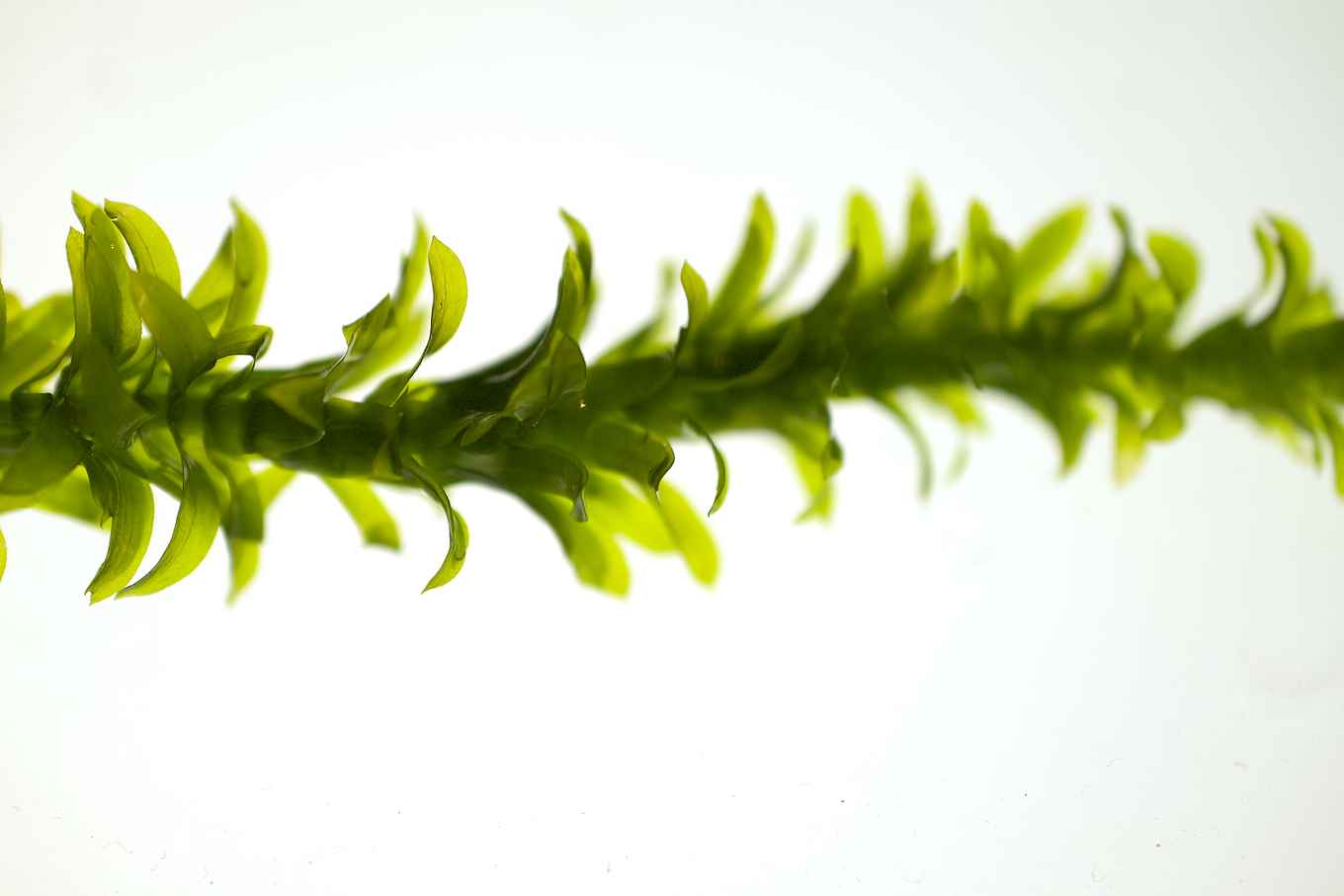 Elodea densa