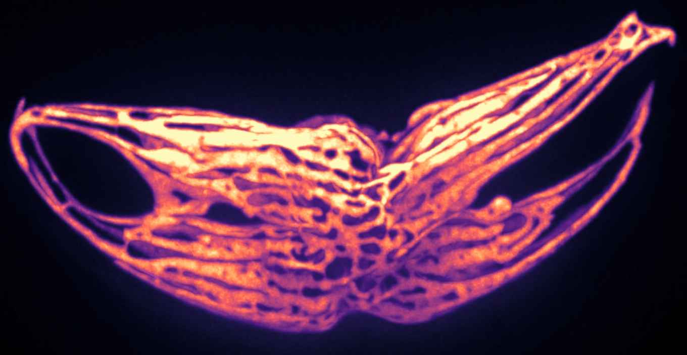 chloroplast network