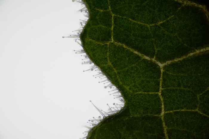 Trichomes sticking out from the edge of a wild tomato leaf (Solanum habrochaites)
