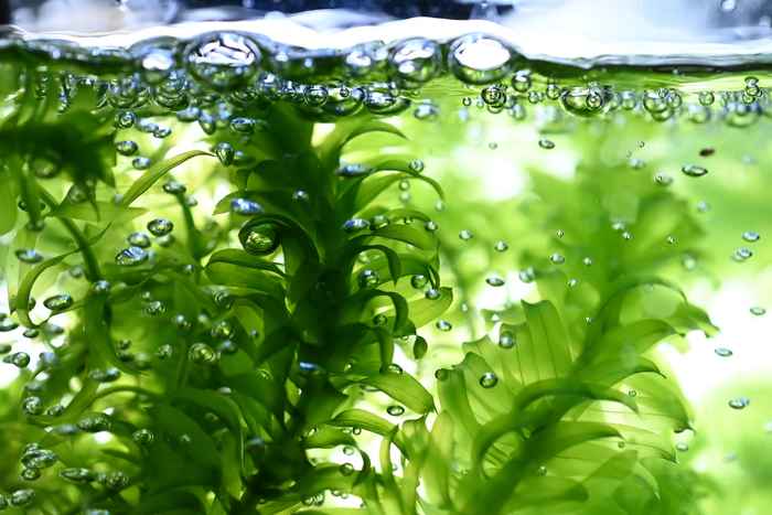 Elodea densa. Image: Nico Schramma.