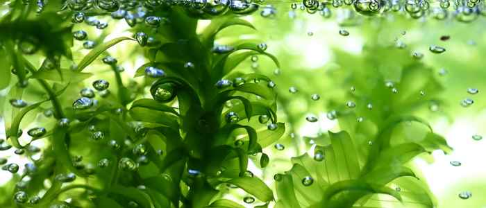 Elodea densa. Image: Nico Schramma.
