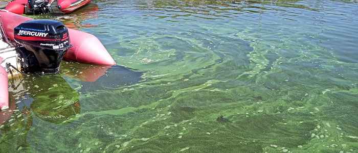 Algal blooms